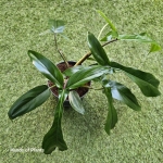 Philodendron 69686