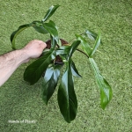 Philodendron 69686