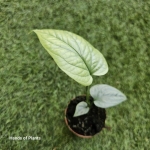 Amydrium Medium Silver