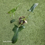 Philodendron pedatum Glad Hands