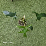 Philodendron pedatum Glad Hands