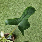 Philodendron pedatum Glad Hands