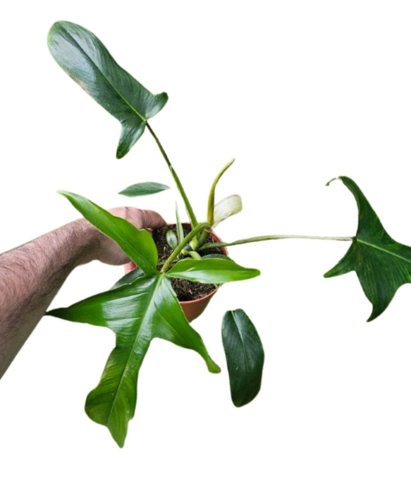 Philodendron pedatum Glad Hands