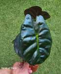 Alocasia Golden Bone