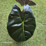 Alocasia Golden Bone