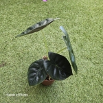 Alocasia Golden Bone