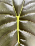 Alocasia Golden Bone