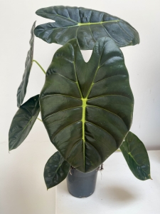Alocasia Golden Bone