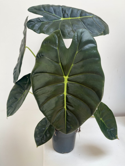 Alocasia Golden Bone - starsza roślina