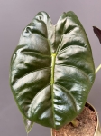 Alocasia Golden Bone