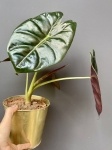Alocasia Golden Bone