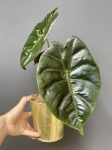 Alocasia Golden Bone
