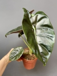 Alocasia Golden Bone