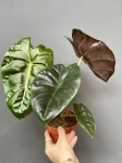 Alocasia Golden Bone
