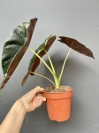 Alocasia Golden Bone