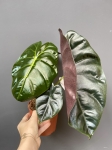 Alocasia Golden Bone