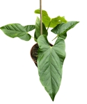 Anthurium Balaoanum