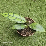 Hoya callistophylla Black Cat