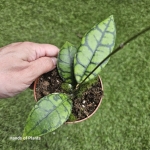 Hoya callistophylla Black Cat