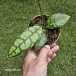 Hoya callistophylla Black Cat