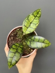 Hoya callistophylla Black Cat