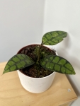 Hoya callistophylla Black Cat