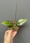 Hoya callistophylla Black Cat