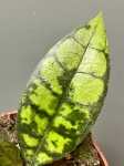 Hoya callistophylla Black Cat