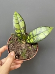 Hoya callistophylla Black Cat