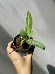 Anthurium warocqueanum