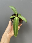 Anthurium warocqueanum