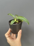 Anthurium warocqueanum