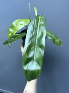 Philodendron patriciae - L