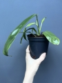 Philodendron patriciae - L