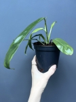 Philodendron patriciae - L