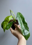 Philodendron patriciae - L