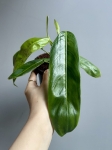 Philodendron patriciae - L