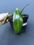 Philodendron patriciae - M