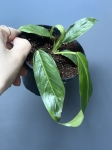 Philodendron patriciae - M