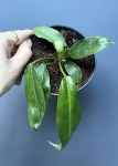 Philodendron patriciae - M