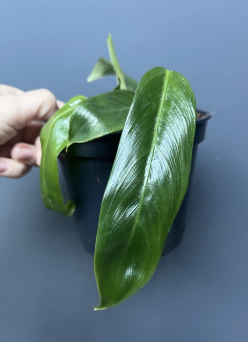 Philodendron patriciae - M