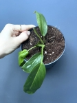 Philodendron patriciae - M