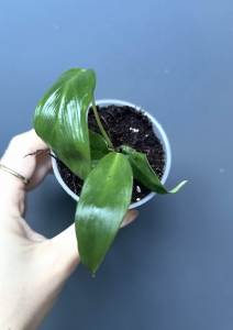 Philodendron patriciae - S