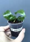 Philodendron patriciae - S