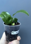 Philodendron patriciae - S