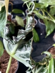 Alocasia Loco