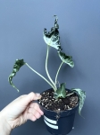 Alocasia Loco