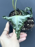 Alocasia Loco