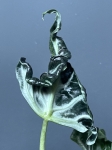 Alocasia Loco
