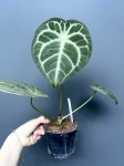 Anthurium Magnificent Silver - L